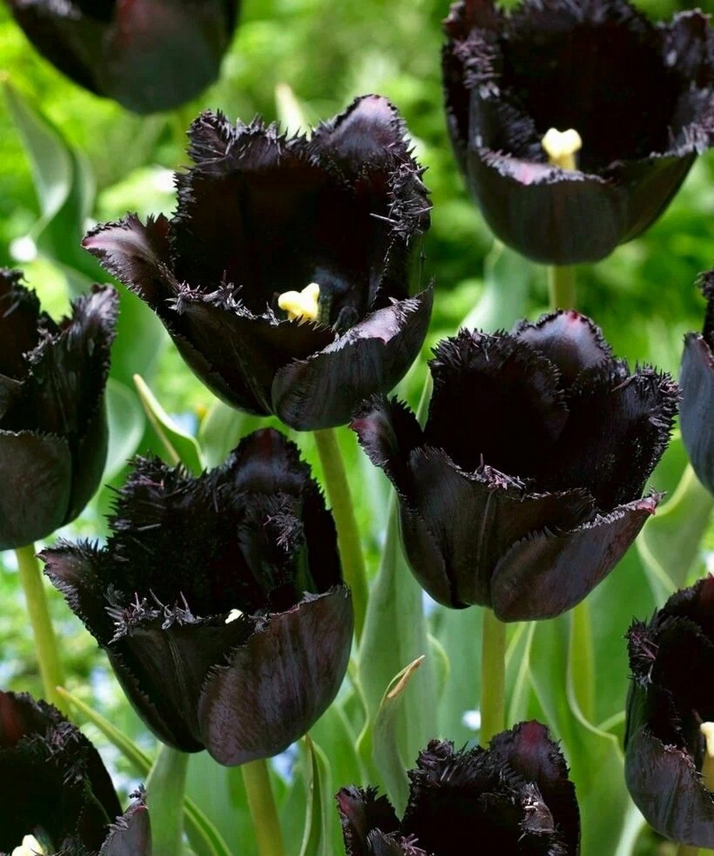 Тюльпан простой поздний Блэк Бин, 11/12, 1 шт.