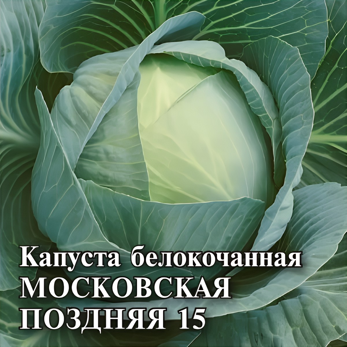 Капуста белокочанная Московская поздняя 15, 25 г.
