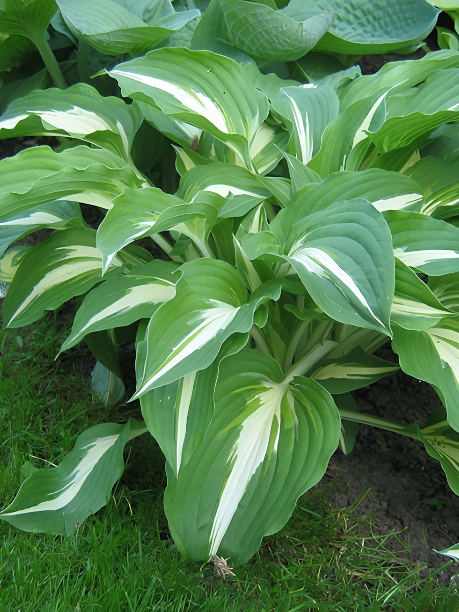 Хоста Кристмас Айленд, 1 шт.