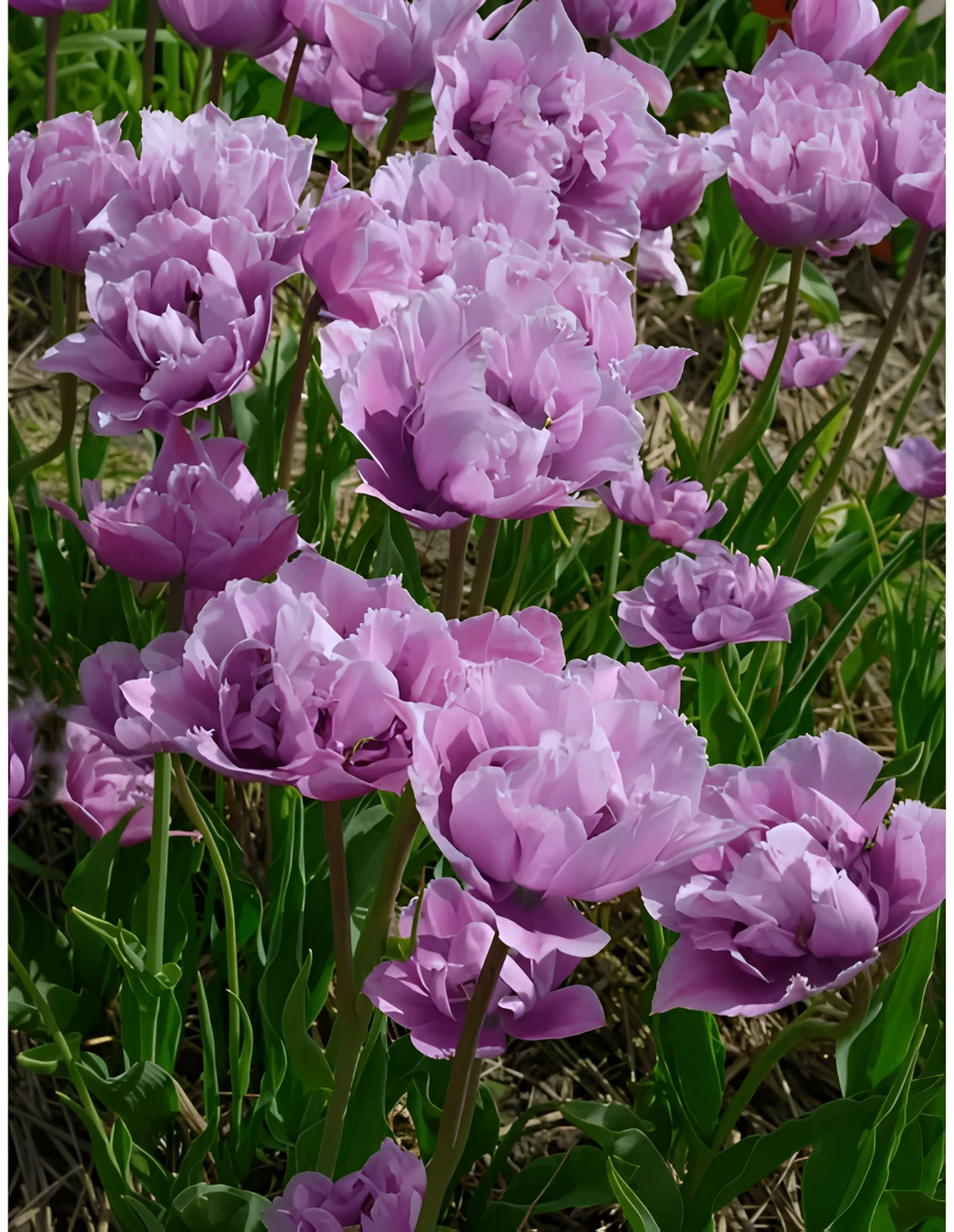 Тюльпан махровый бахромчатый Грейт Барьер Риф, 11/12, 1 шт.