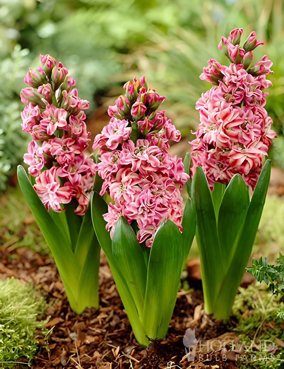 Гиацинт махровый Дабл Эрос, 14/15, 1 шт.