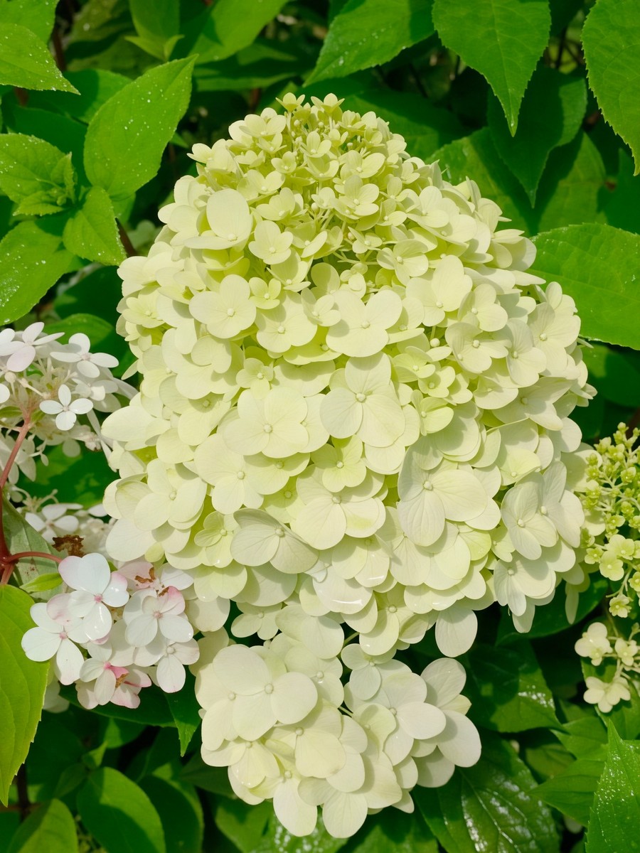 Гортензия метельчатая Паненка/ЦКорЛюкс