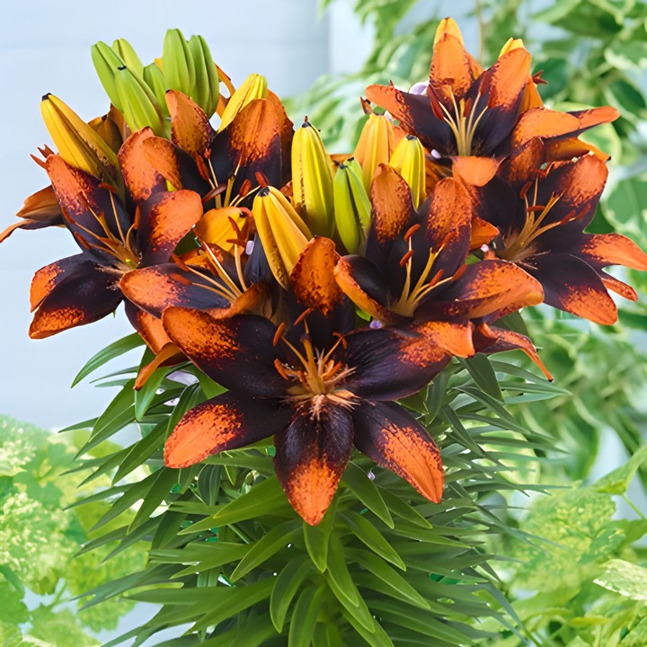 Лилия азиатская Тренди Лас Палмас, 10/12, 1 шт.