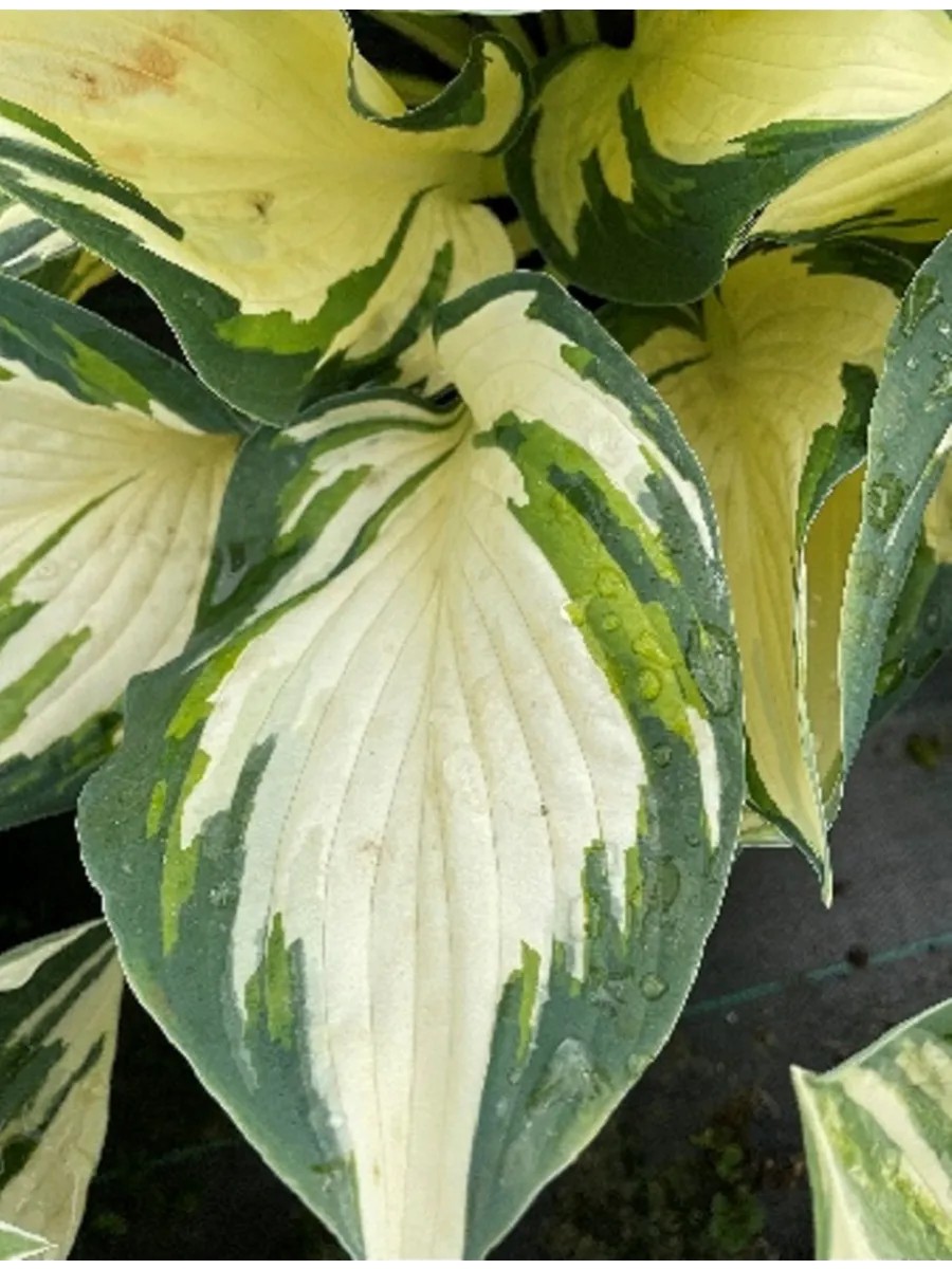 Хоста Хай-Файв, 1 шт.