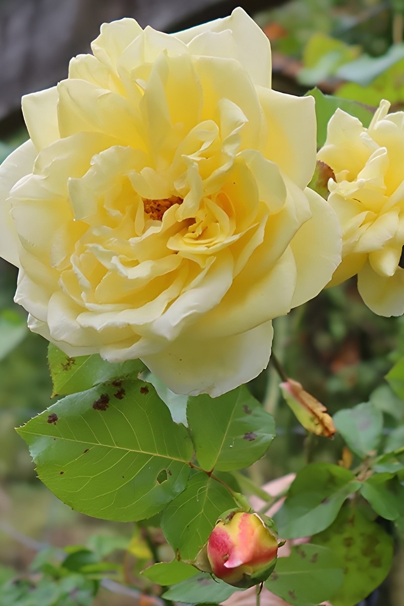 Роза плетистая Казино/ЦКор