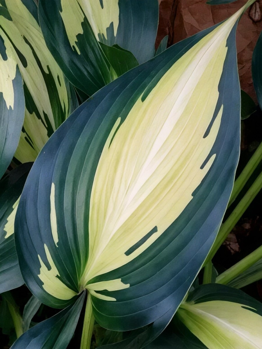 Хоста Мэджик Айленд, 1 шт.