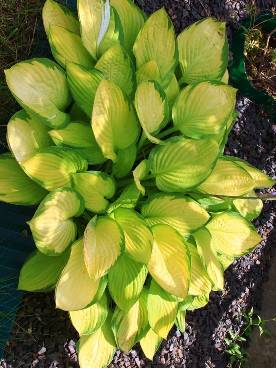 Хоста Голд Стандарт, 1 шт.