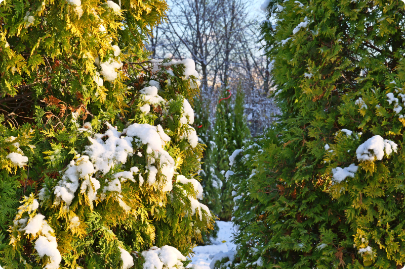 Чем опасны оттепели для сада и огорода