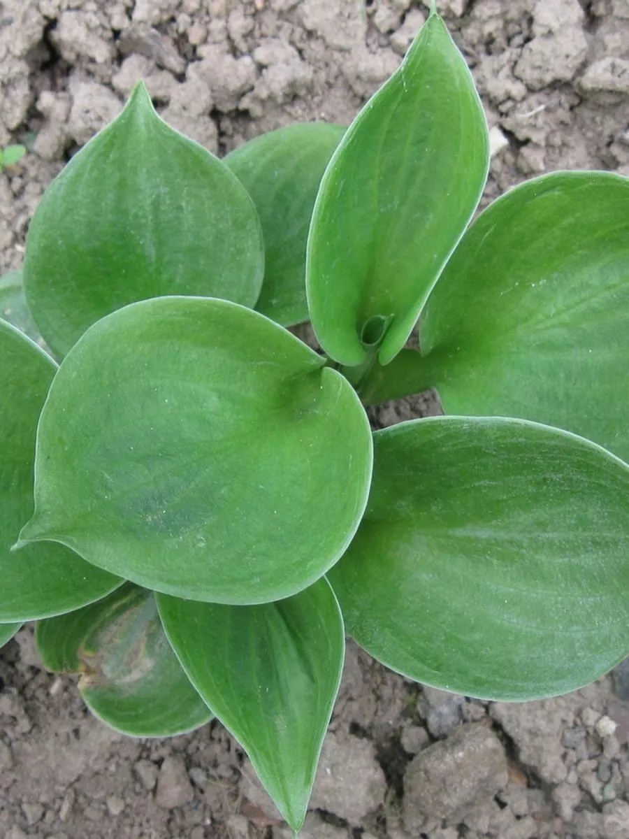 Хоста Монстр Иэрс, 1 шт.