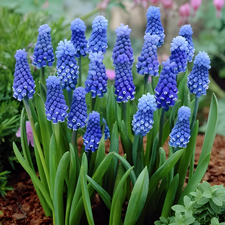 Мускари Дарк Айз, 6/+, 1 шт.