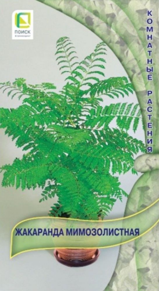 Жакаранда мимозолистная 5шт. Комнатные растения