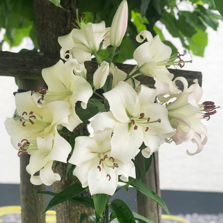 Лилия ОТ-гибрид Притти Вумен, 12/14, 1 шт.