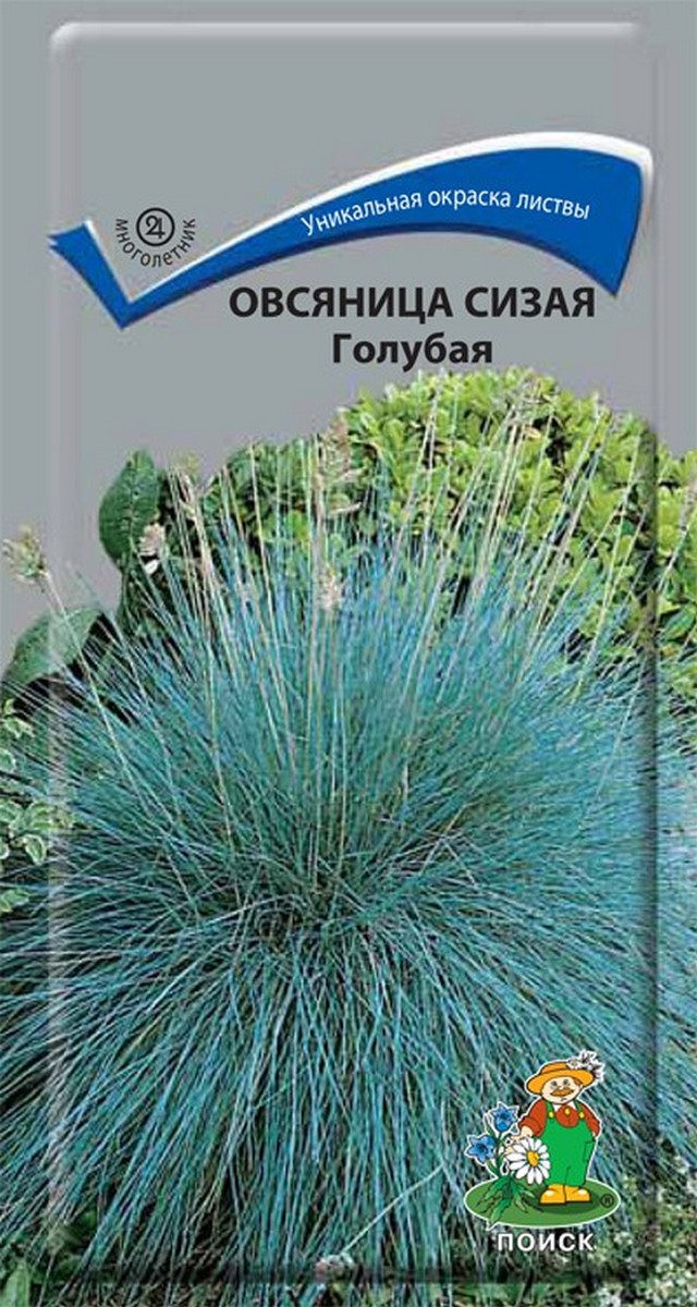 Овсяница сизая Голубая, 0,1 г