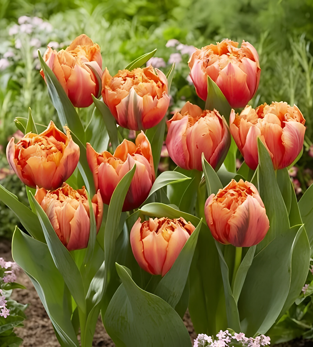 Тюльпан махровый бахромчатый Роял Сентениал, 11/12, 1 шт.