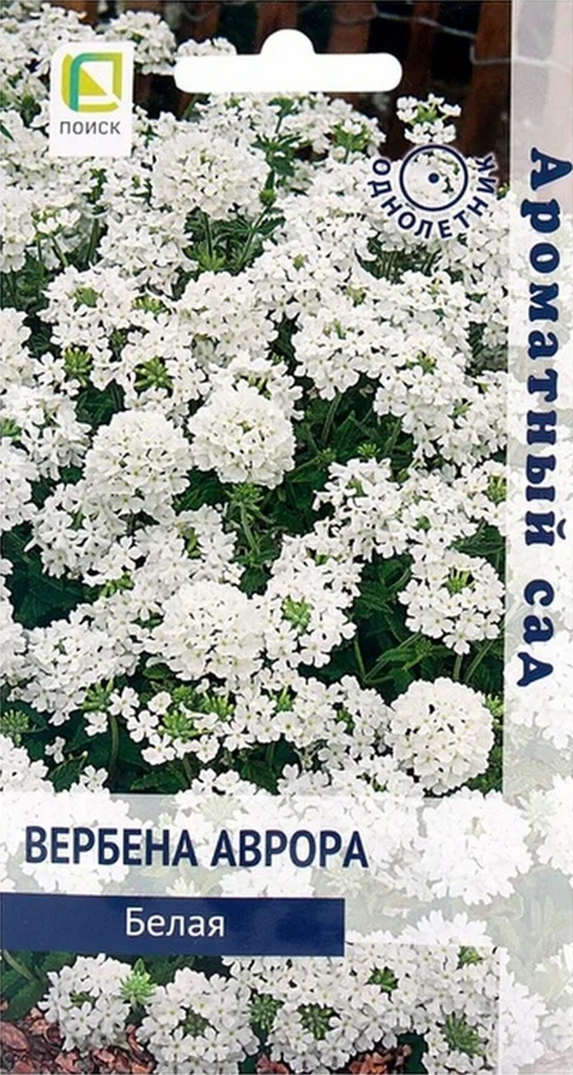 Вербена Аврора белая, 10 шт. Ароматный сад