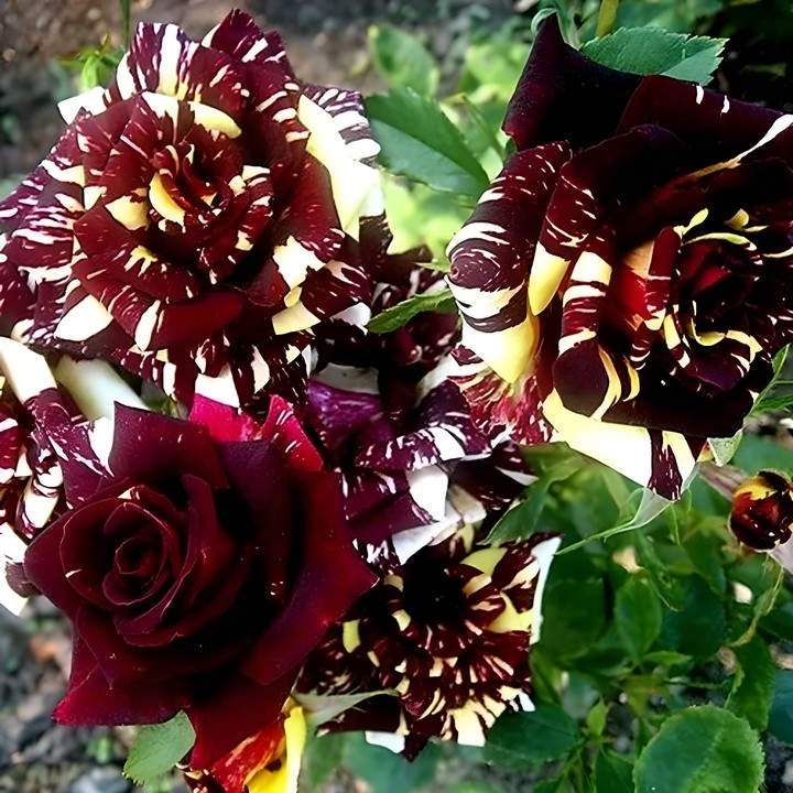 Роза чайно-гибридная Фокус Покус/ЦКор