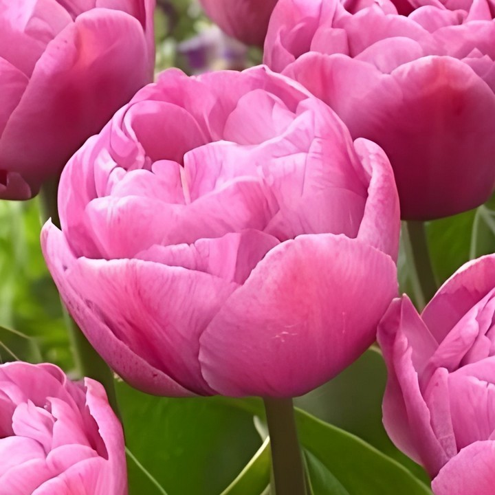 Тюльпан махровый поздний Балет, 11/12, 1 шт.