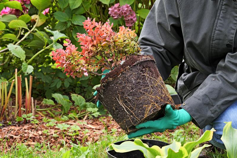 Уход за растениями на участке