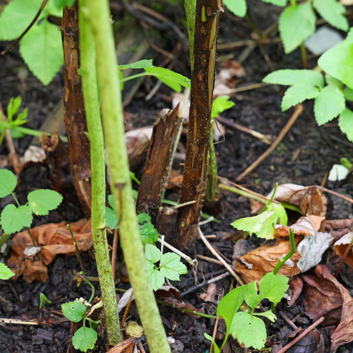 Обрезка малины осенью