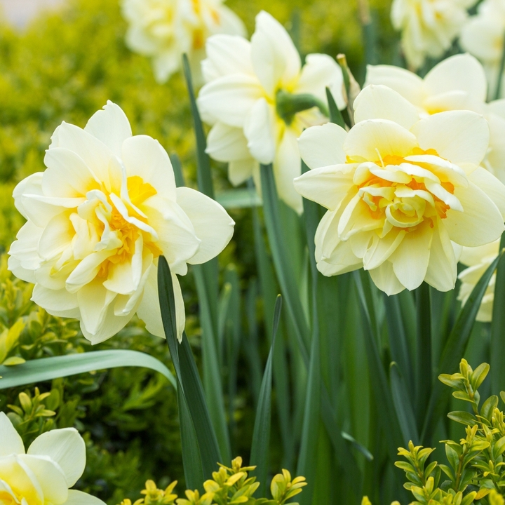 Нарцисс махровый Грейт Лип, 12/14, 1 шт.