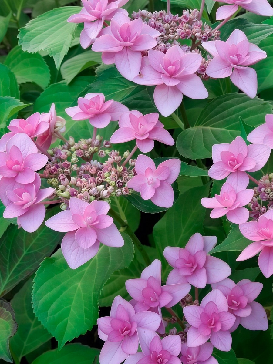 Гортензия крупнолистовая Доппио Роза/ЦКорЛюкс