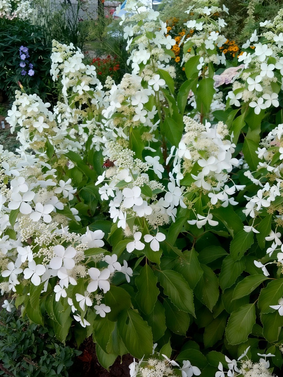 Гортензия метельчатая Левана