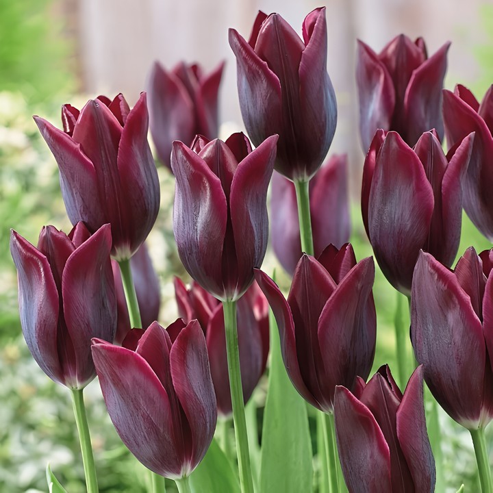 Тюльпан лилиецветный Ластинг Лов, 11/12, 1 шт.