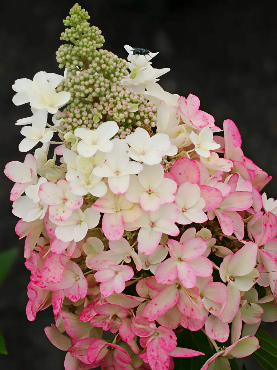 Гортензия метельчатая Мэджикал Везувио