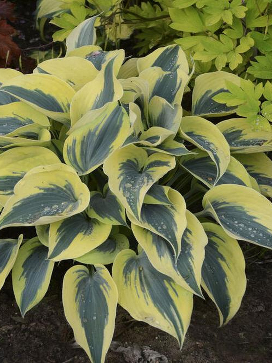 Хоста Отумн Фрост, 1 шт.