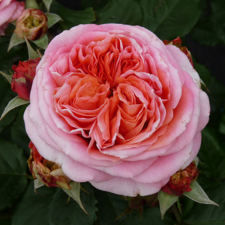 Роза Тантау чайно-гибридная Мэри Энн/ЦКорЛюкс