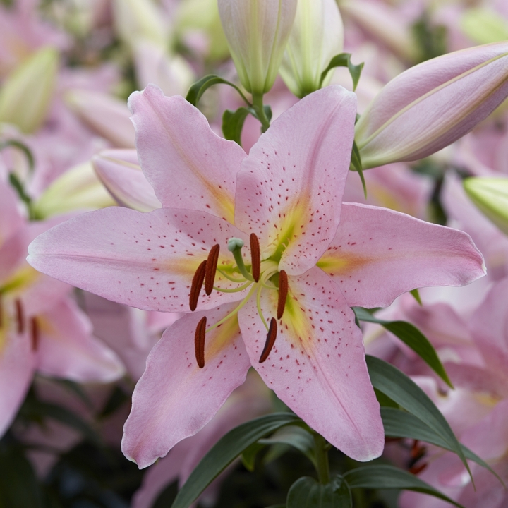 Лилия восточная низкорослая Смарт Романс, 12/14, 1 шт.