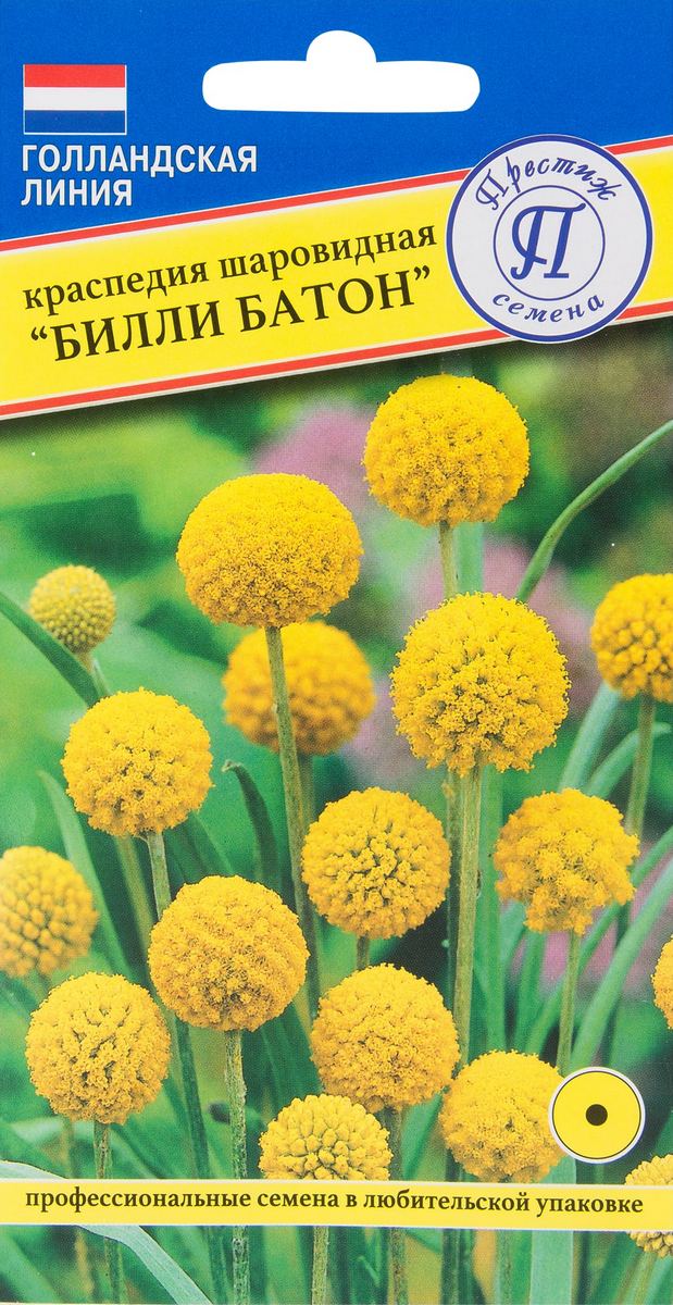 Краспедия шаровидная Билли Батон, 10 шт.