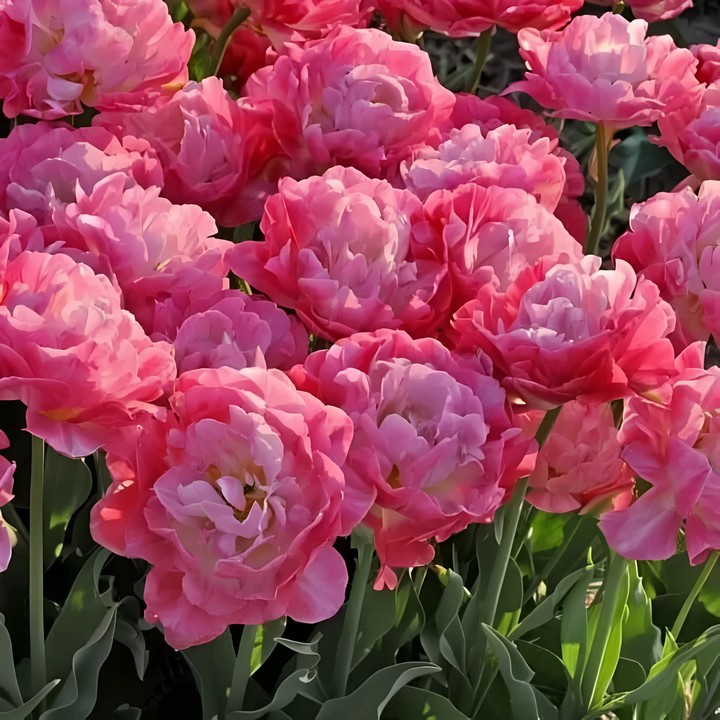 Тюльпан махровый поздний Липстик Глоу, 11/12, 1 шт.