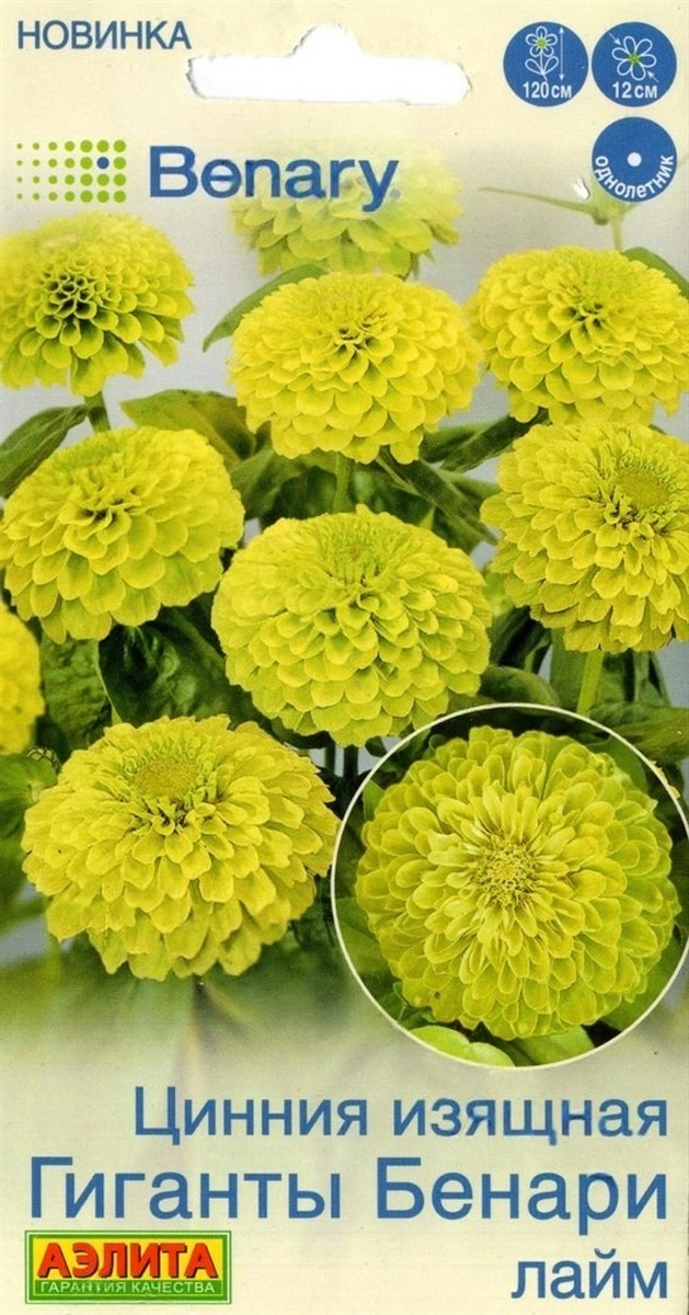 Цинния Гиганты Бенари лайм, 7 шт.