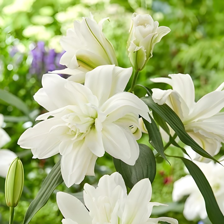 Лилия восточная махровая Ароза, 13/14, 1 шт.