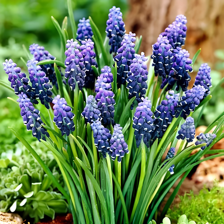 Мускари Неглектум, 5/+, 1 шт.