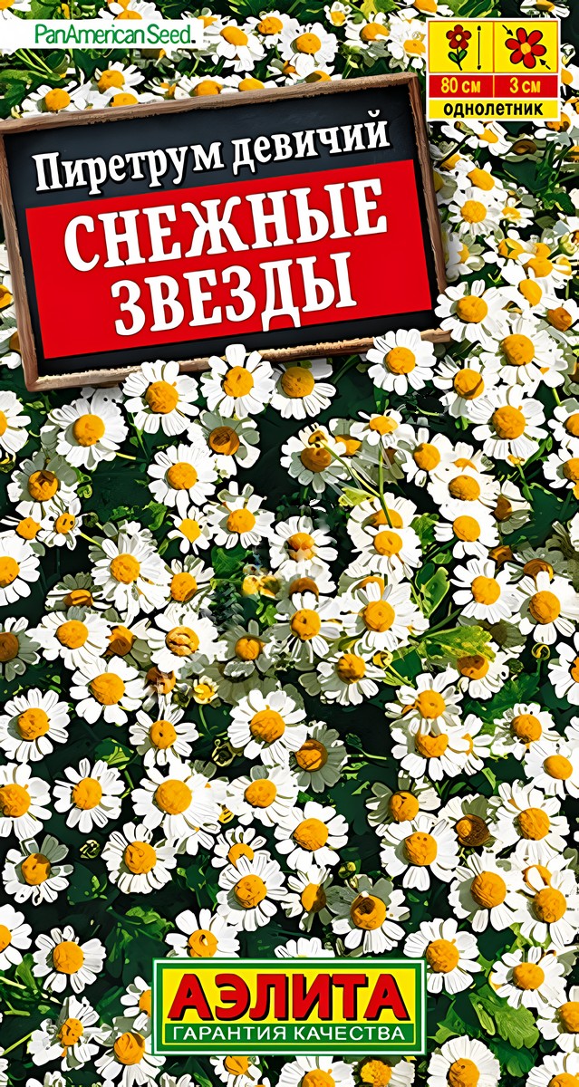 Пиретрум Снежные звезды, 7 шт.