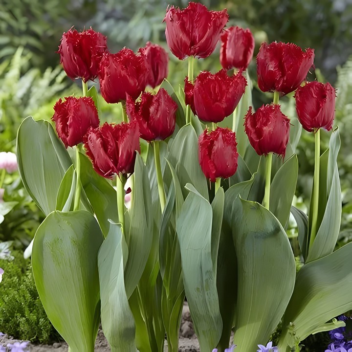 Тюльпан бахромчатый Мазда, 11/12, 1 шт. 