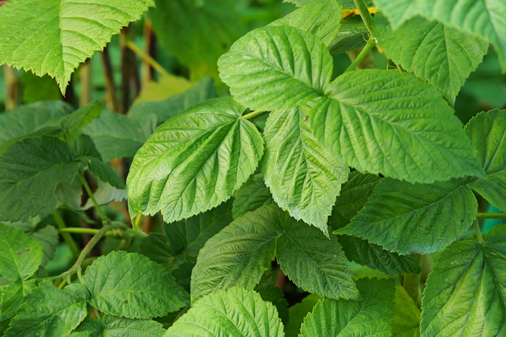 Секреты здоровой малины: эффективная осенняя подкормка