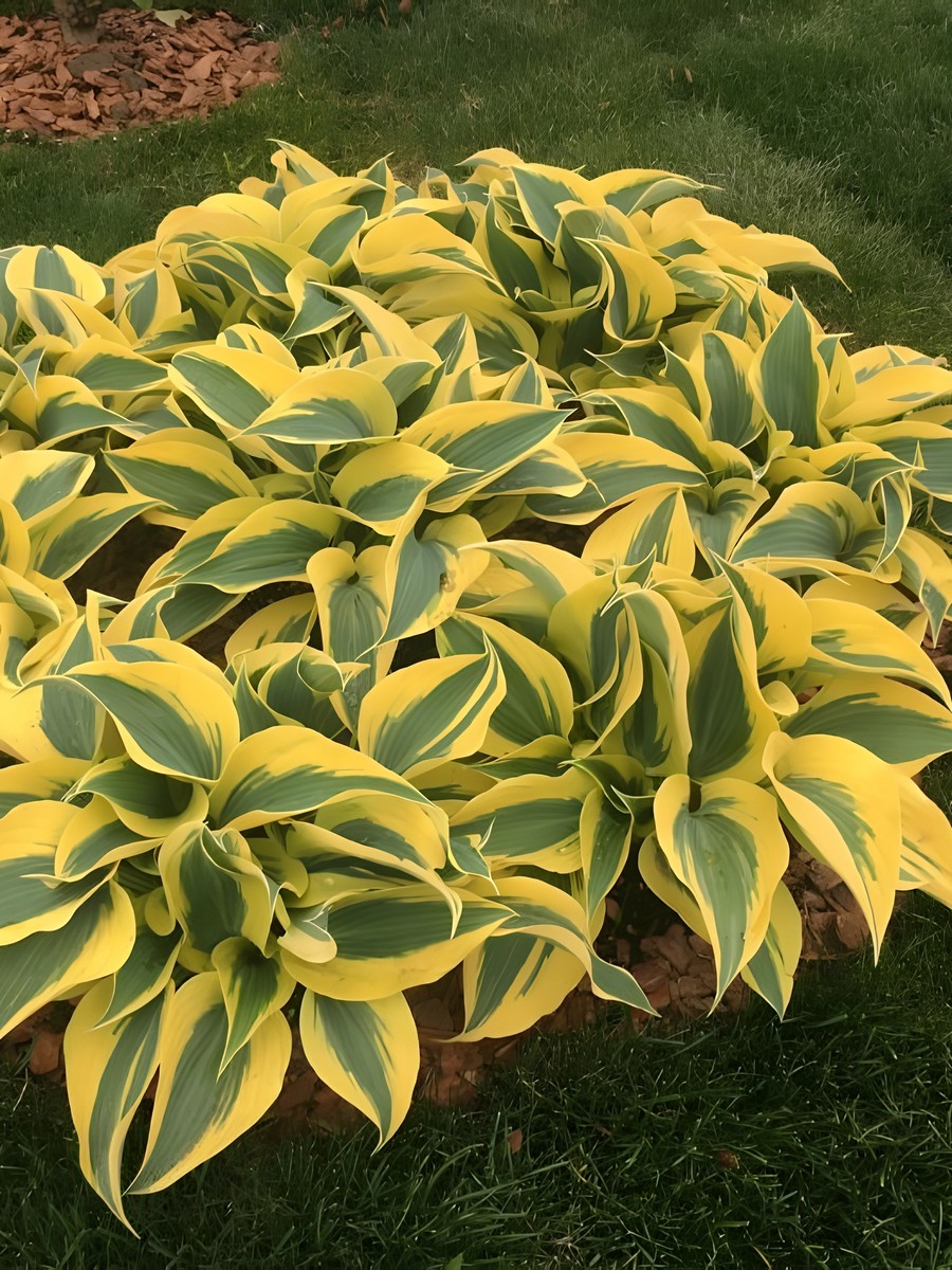 Хоста Отумн Фрост, 1 шт.