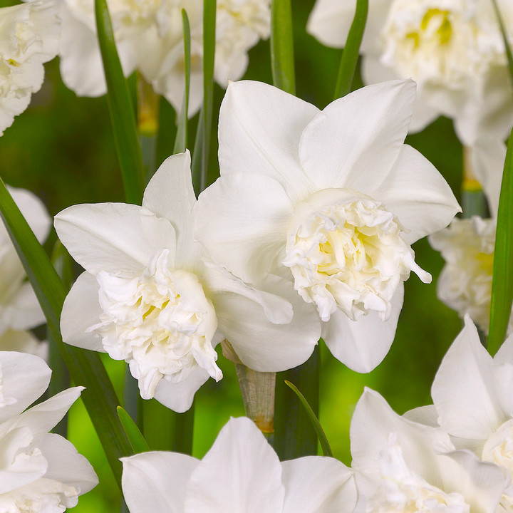 Нарцисс махровый Уайт Марвел, 12/14, 1 шт.