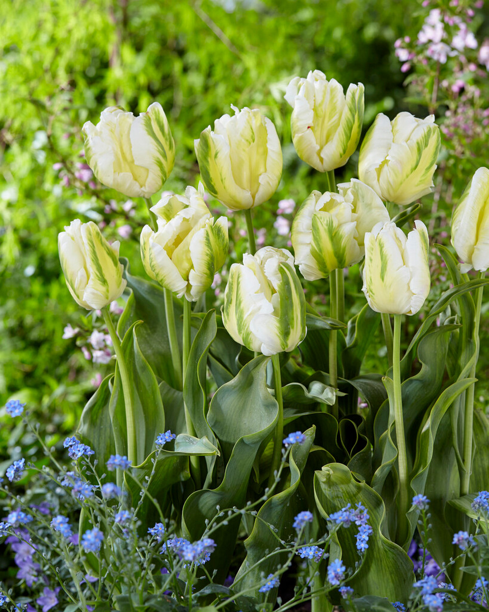 Тюльпан попугайный Мадонна, 11/12, 1 шт.