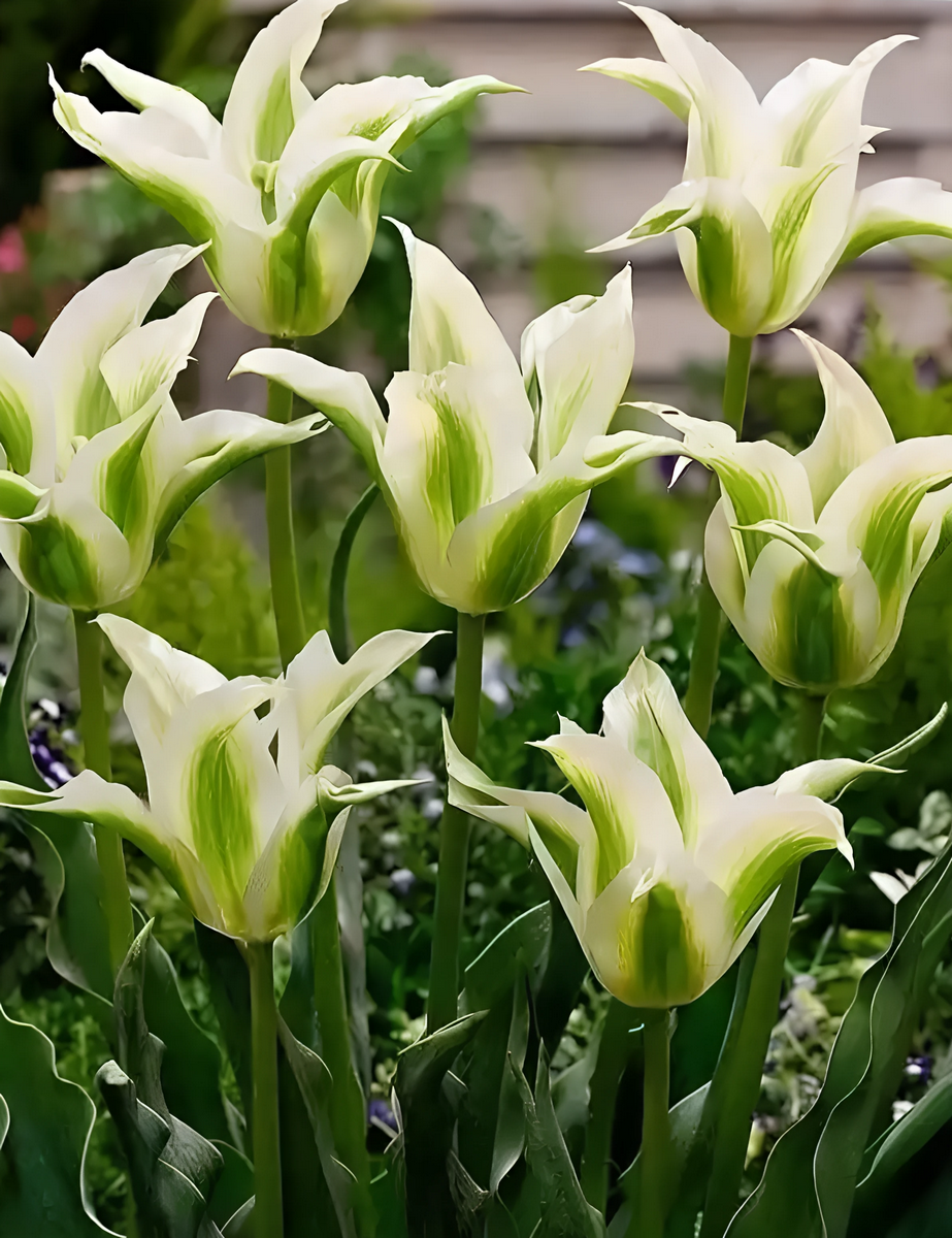 Тюльпан лилиецветный зеленоцветный Грин Стар, 11/12, 1 шт.