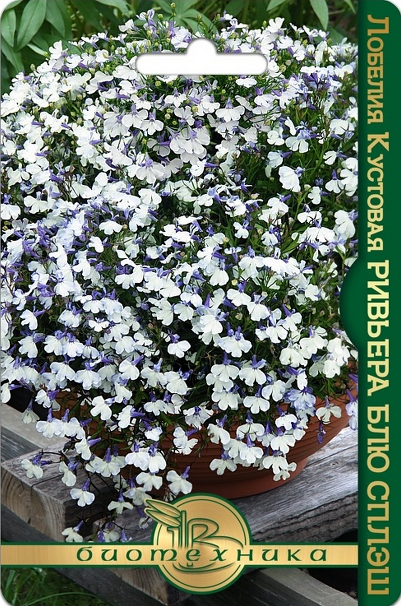 Лобелия кустовая Ривьера Блю Сплэш, 10 шт. Биотехника