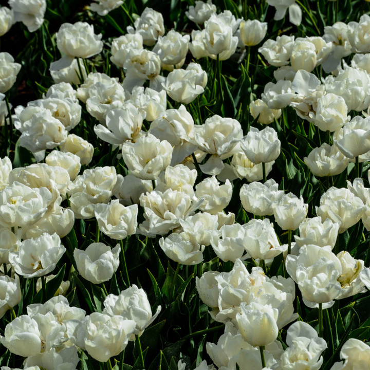 Тюльпан махровый поздний Уайт Хёрт, 11/12, 1 шт.