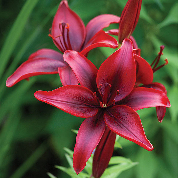 Лилия азиатская Блек Аут, 12/14, 1 шт.