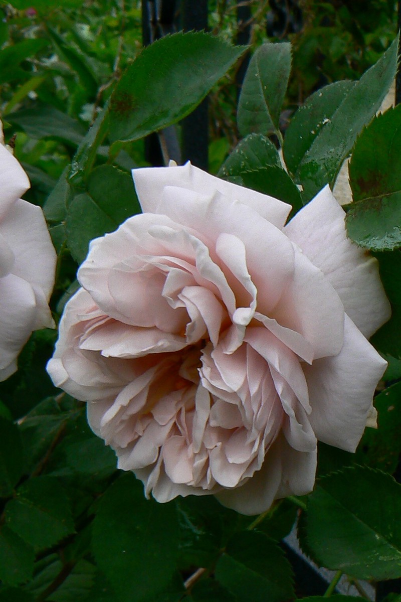 Роза плетистая Эш Венсдей/ЦКор