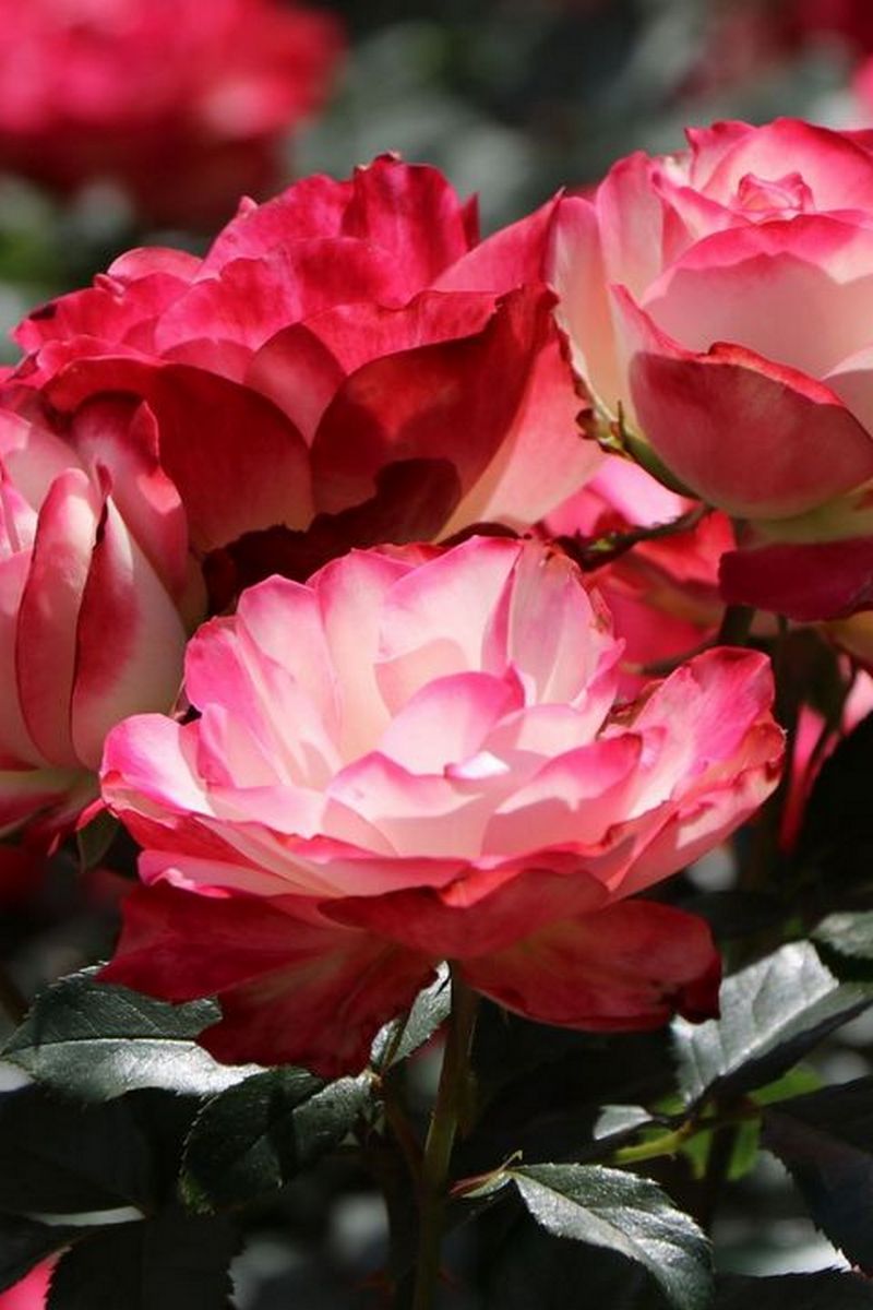 Роза флорибунда Жюбиле дю Принц де Монако (Жюбиле де Санкт-Петербург)/ЦКор