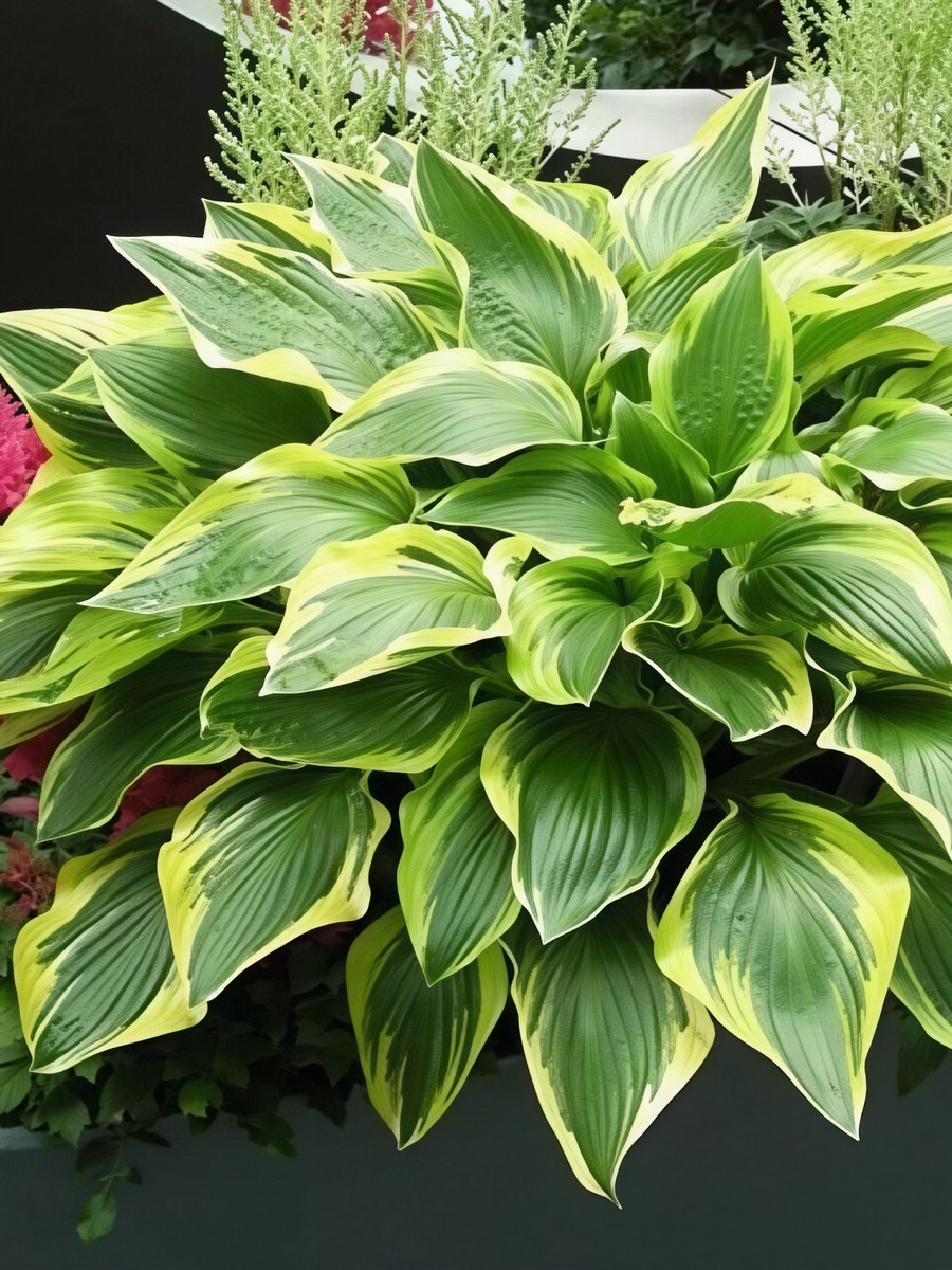 Хоста Дон Стевенс, 1 шт.