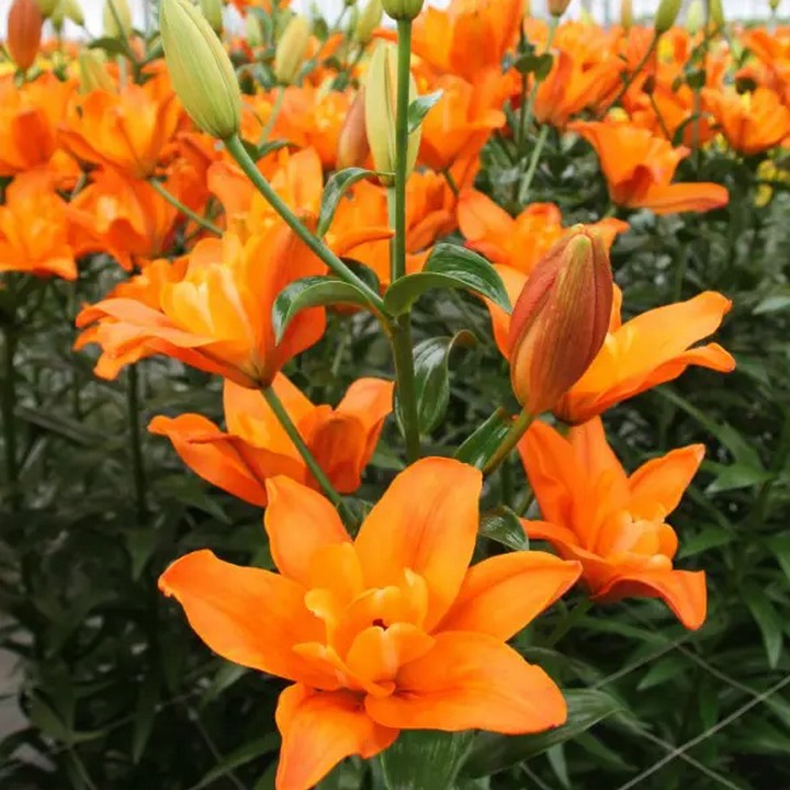 Лилия ЛА-гибрид Дьюс, 14/16, 1 шт.